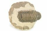 Detailed Crotalocephalina Trilobite - Atchana, Morocco #273872-1